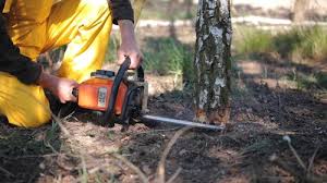 Professional Tree Care in Newville, PA