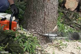 Best Hazardous Tree Removal  in Newville, PA