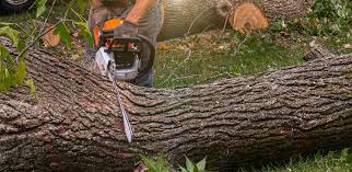 Best Tree Trimming and Pruning  in Newville, PA