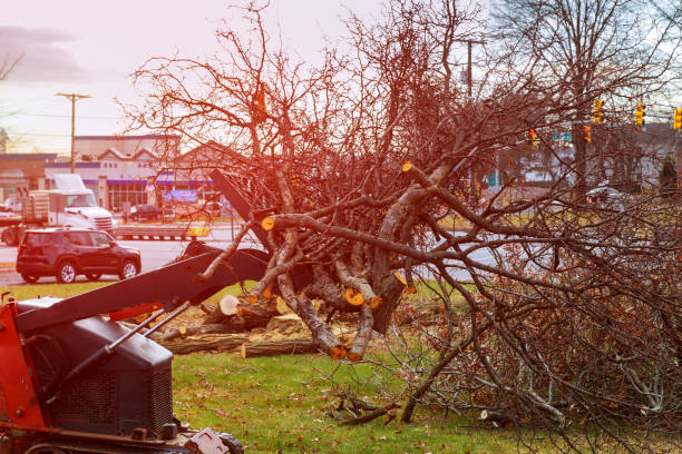 Best Firewood Processing and Delivery  in Newville, PA