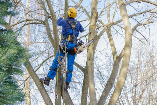 Best Arborist Consultation Services  in Newville, PA