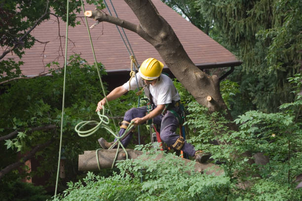  Newville, PA Tree Care Pros