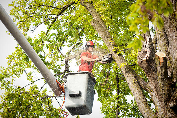 Best Seasonal Cleanup (Spring/Fall)  in Newville, PA