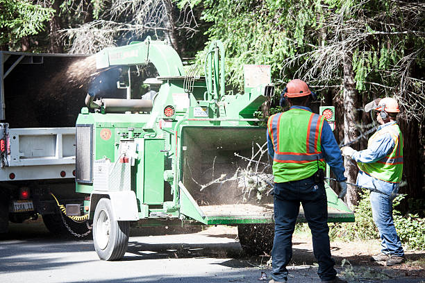 Best Fruit Tree Pruning  in Newville, PA