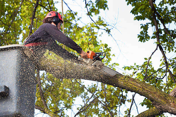 Best Stump Grinding and Removal  in Newville, PA