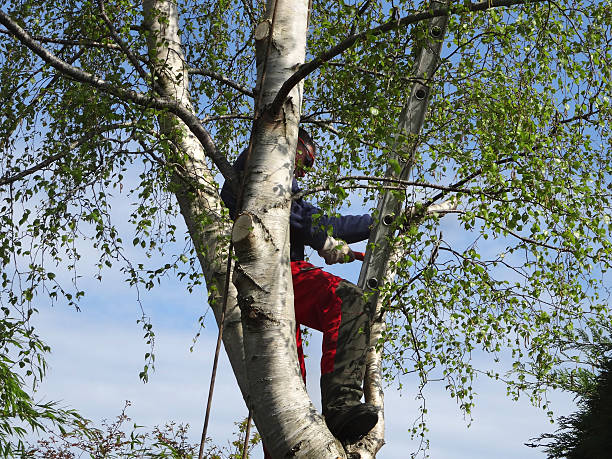 Best Tree Maintenance Programs  in Newville, PA