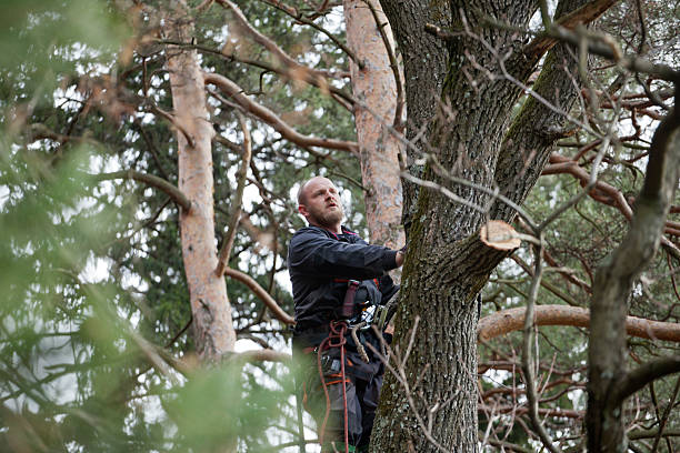 Best Tree Cabling and Bracing  in Newville, PA